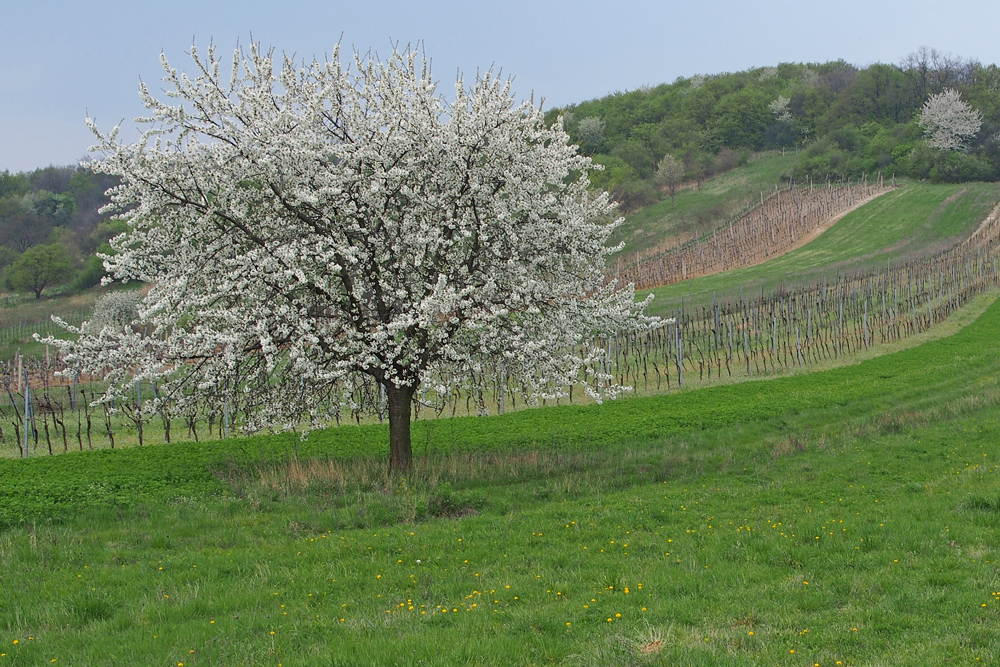 Kirschblüte im Burgenland