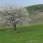 Kirschblüte im Burgenland