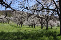 Kirschblüte im Eggener Tal - Markgräflerland