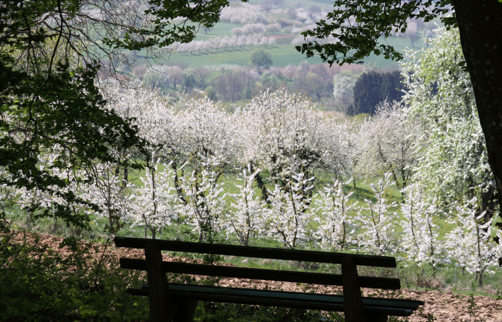 Kirschblüte im Eggener Tal - Markgräflerland - Schliengen