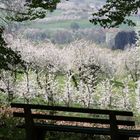 Kirschblüte im Eggener Tal - Markgräflerland - Schliengen