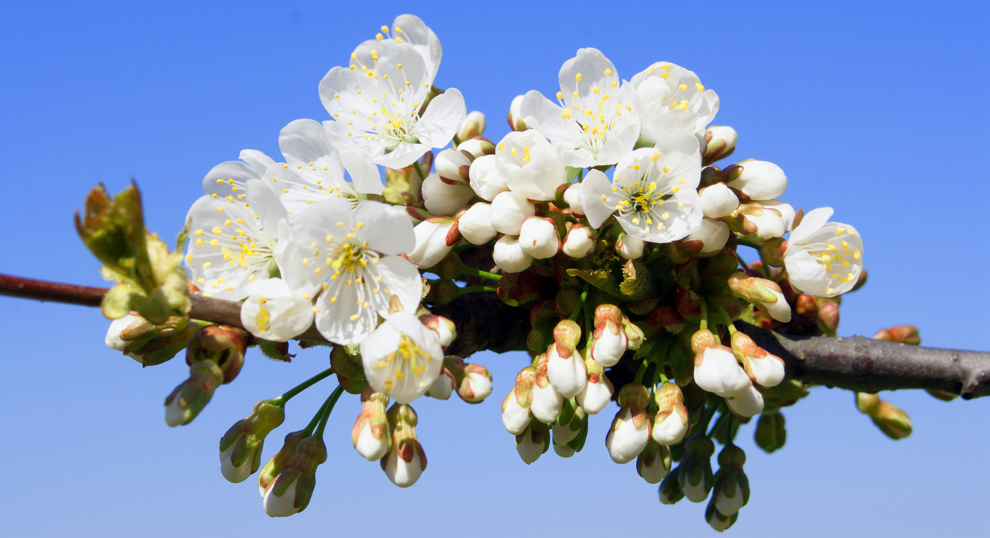 Kirschblüte im Eggenertal -2017