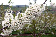 Kirschblüte im Eggenertal