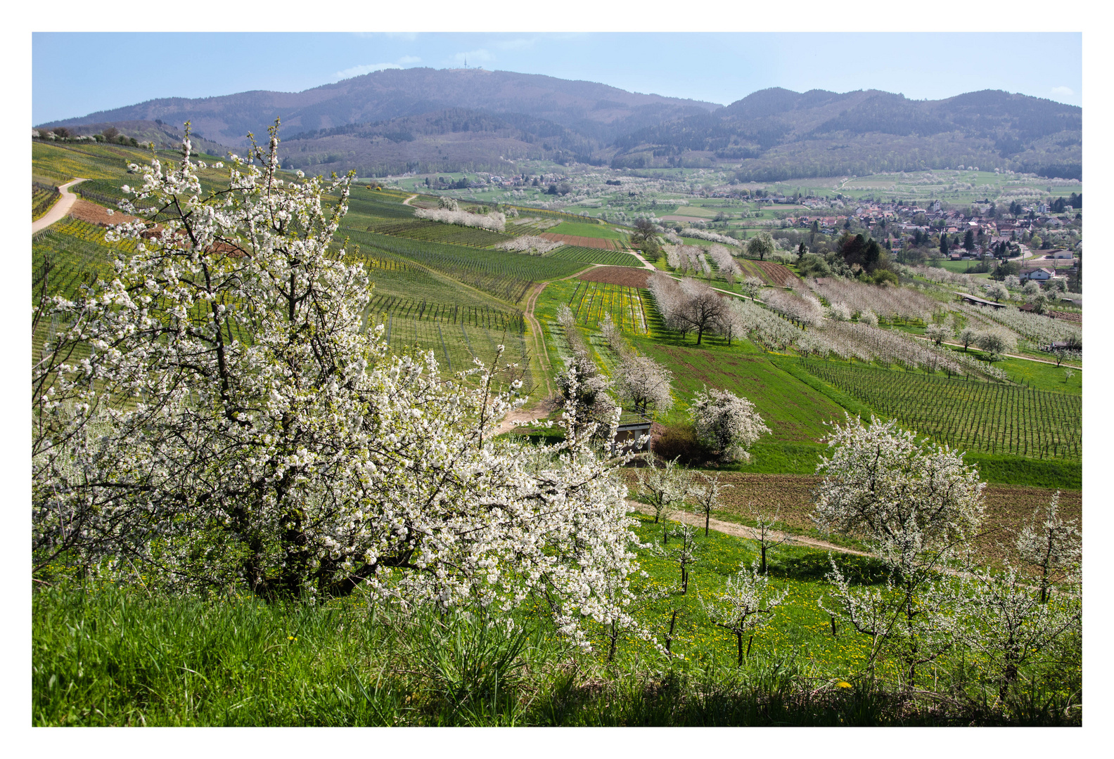 Kirschblüte im Eggenertal