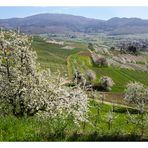 Kirschblüte im Eggenertal