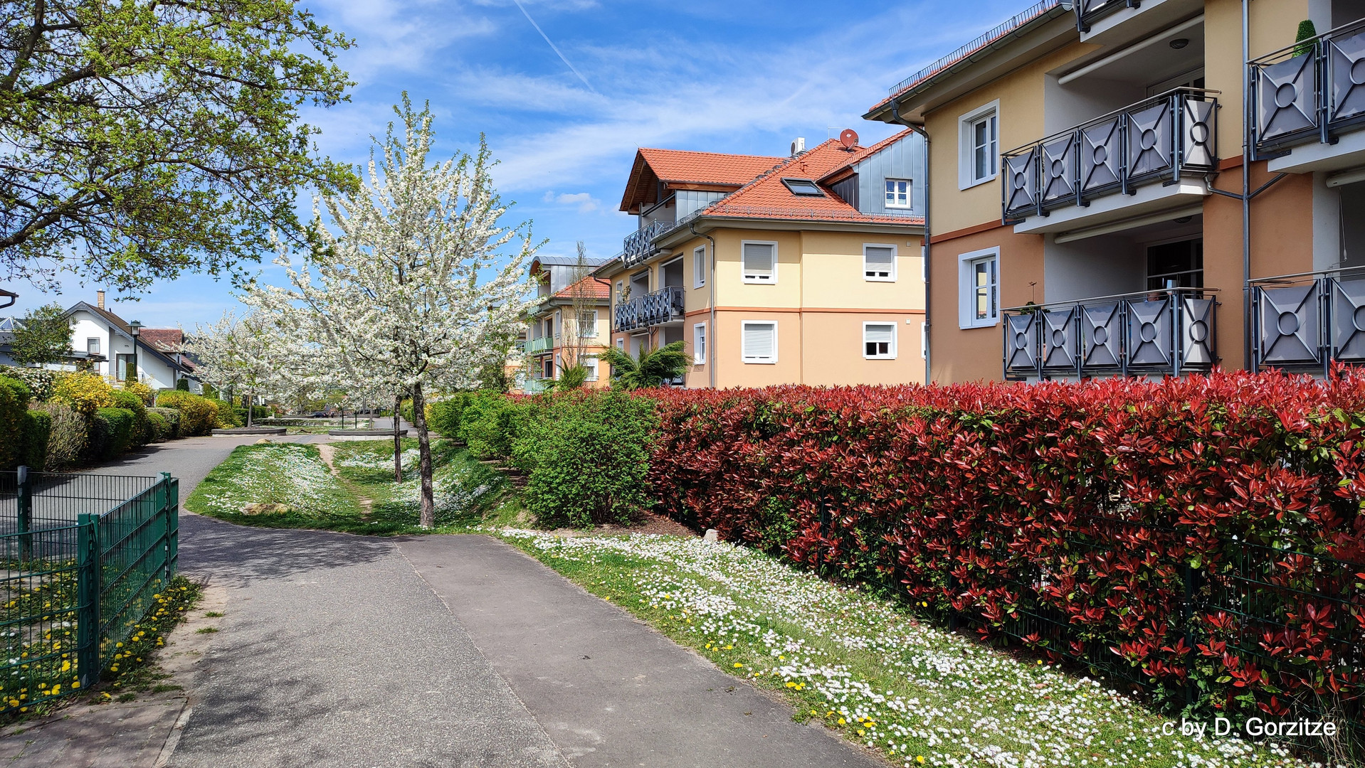 Kirschblüte im Fronhof !