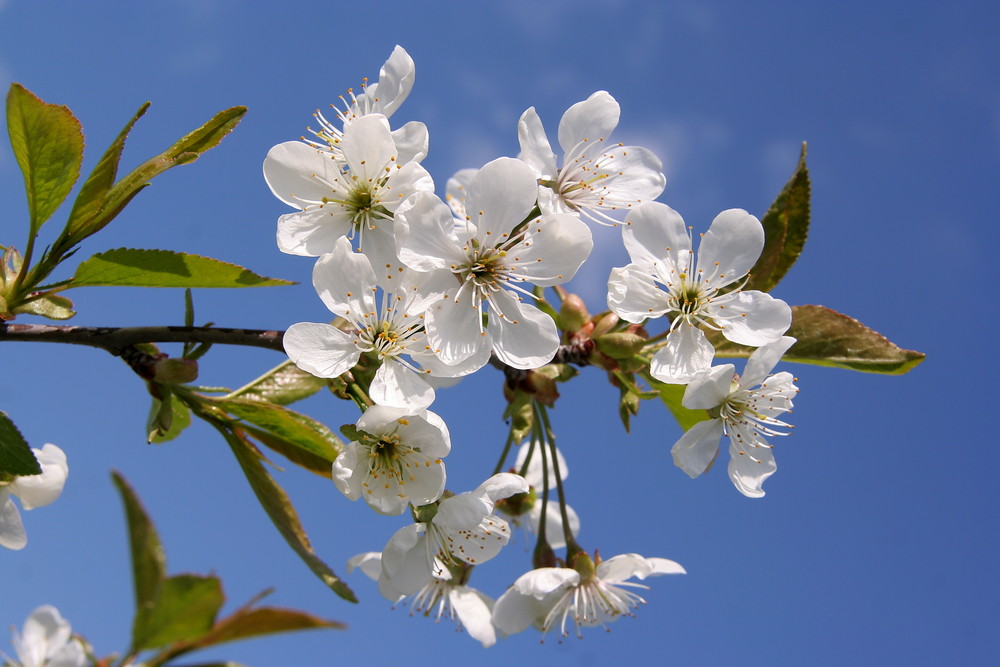 Kirschblüte im Frühjahr