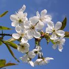 Kirschblüte im Frühjahr