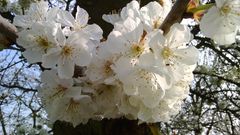 Kirschblüte im Frühling