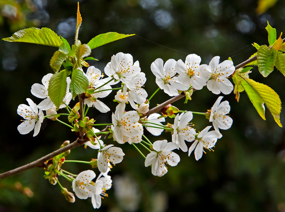 Kirschblüte im Frühling