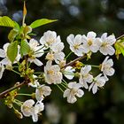 Kirschblüte im Frühling