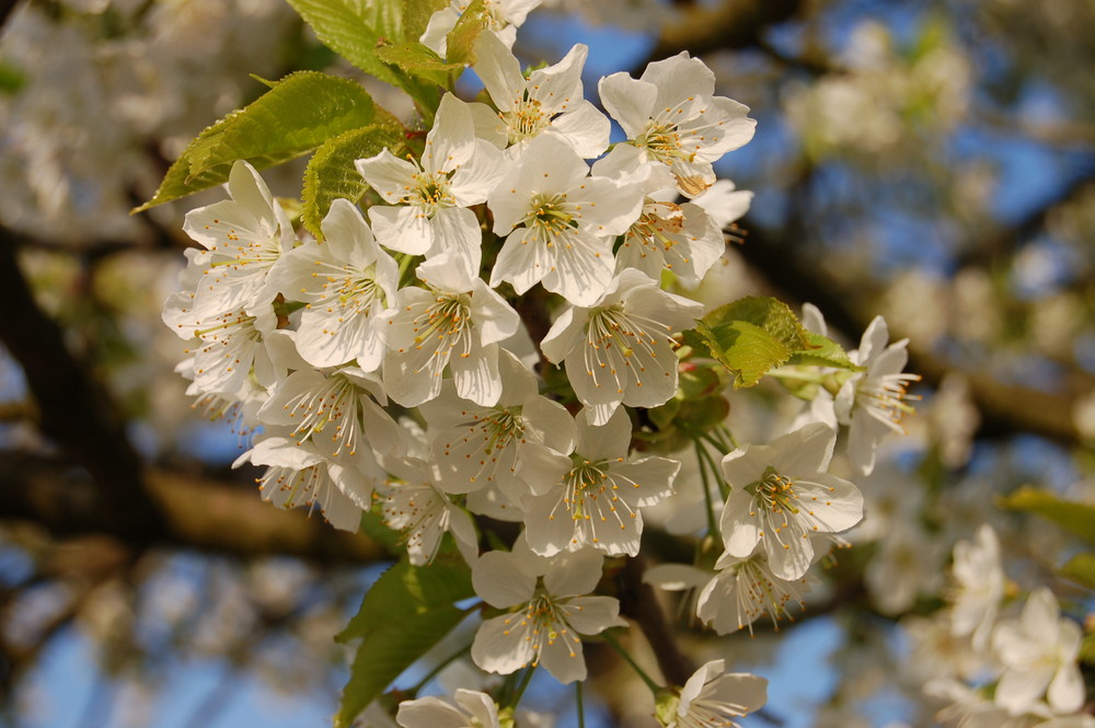 Kirschblüte im Frühling