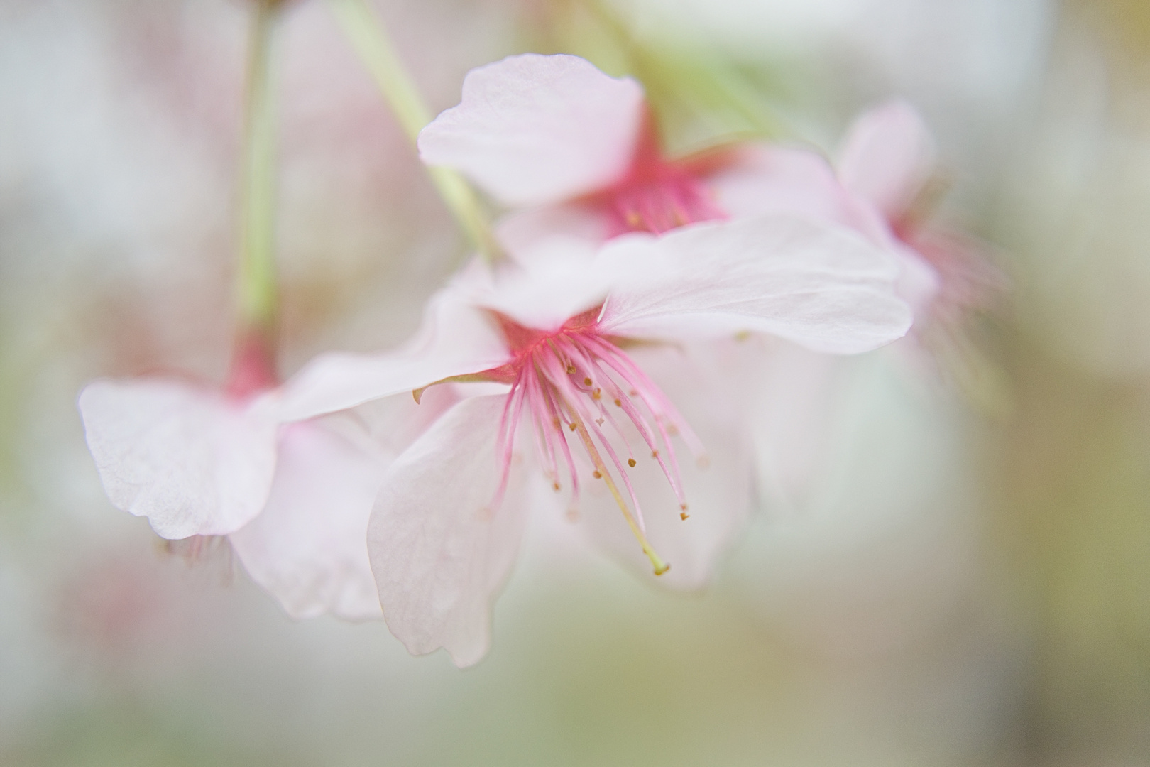 Kirschblüte im Frühlingslicht