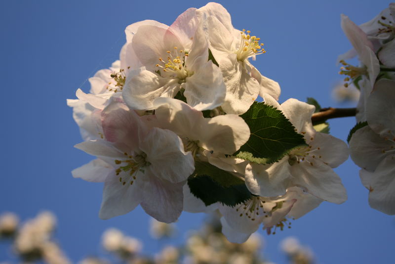 Kirschblüte im Garten