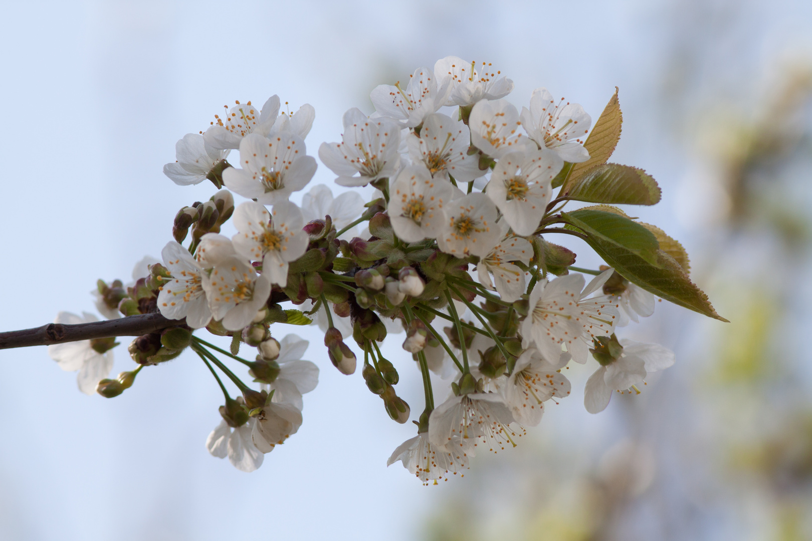 Kirschblüte im Garten