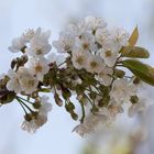 Kirschblüte im Garten