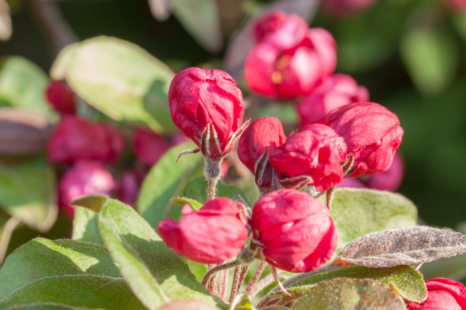 Kirschblüte im Garten