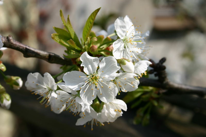 Kirschblüte im Garten.