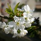 Kirschblüte im Garten.