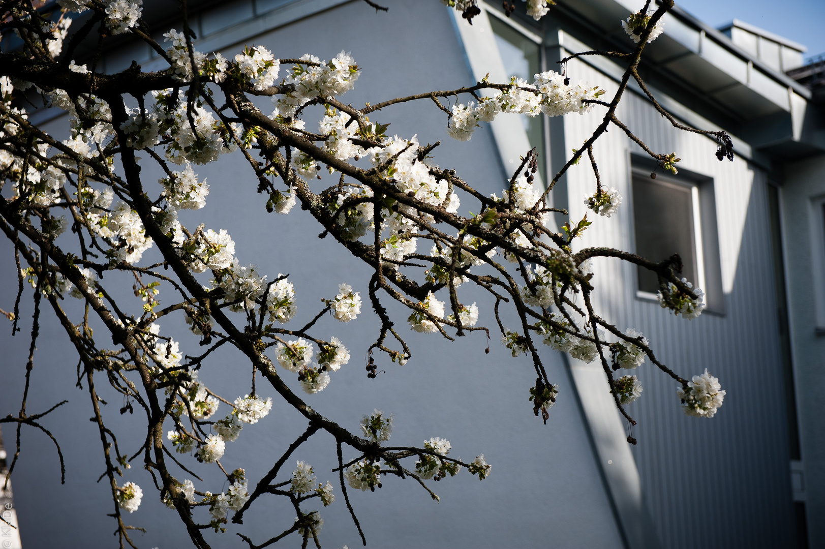 Kirschblüte im Garten