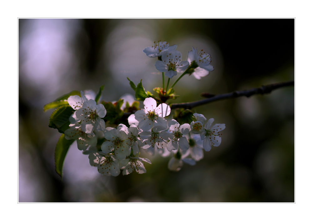 Kirschblüte im Gegenlicht