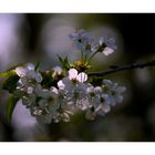 Kirschblüte im Gegenlicht