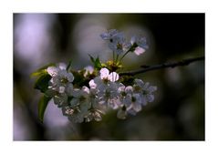 Kirschblüte im Gegenlicht