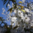 Kirschblüte im Gegenlicht