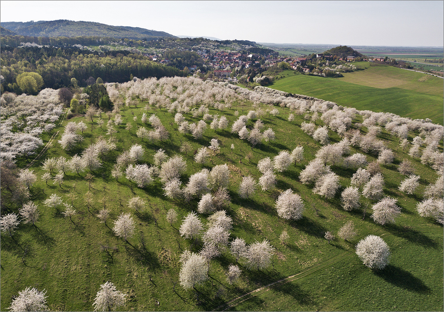 Kirschblüte im Harz