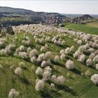 Kirschblüte im Harz