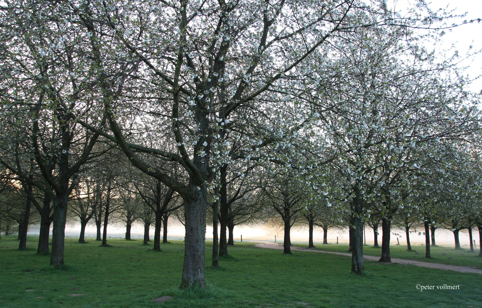 Kirschblüte im Hiroshima Hain auf der alten Bult