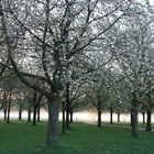 Kirschblüte im Hiroshima Hain auf der alten Bult