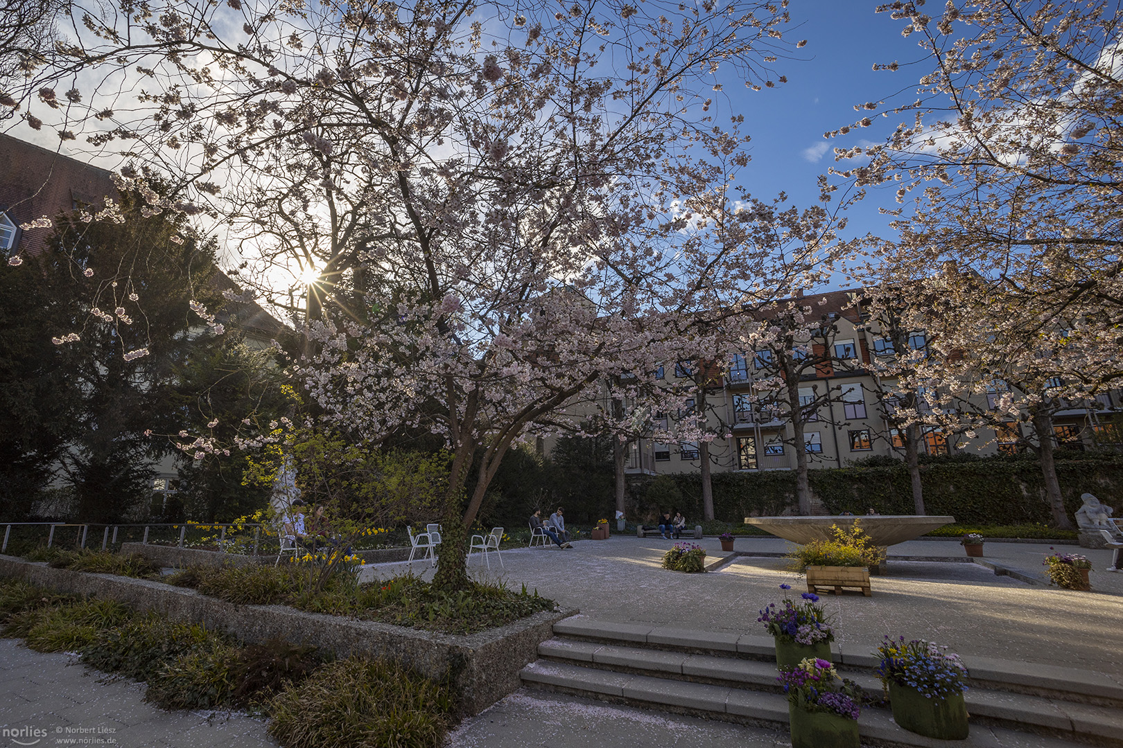 Kirschblüte im Hofgarten