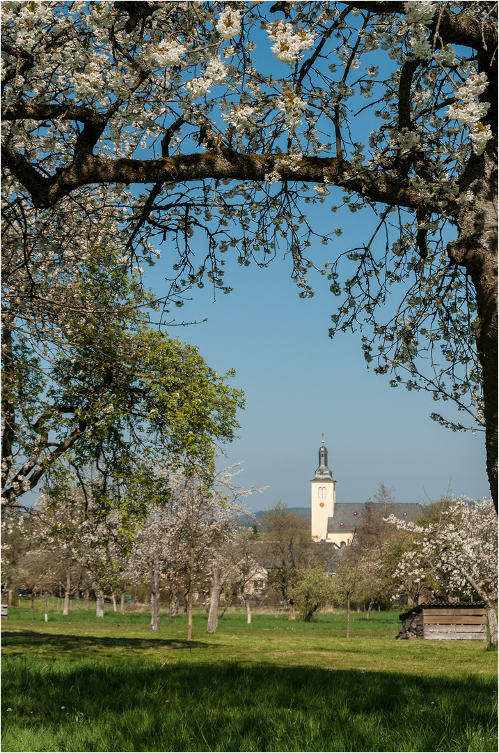 Kirschblüte im Hunsrück