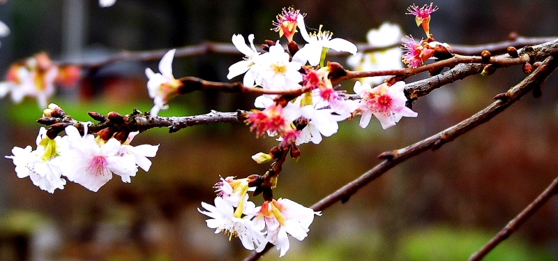 Kirschblüte im Januar