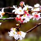 Kirschblüte im Januar