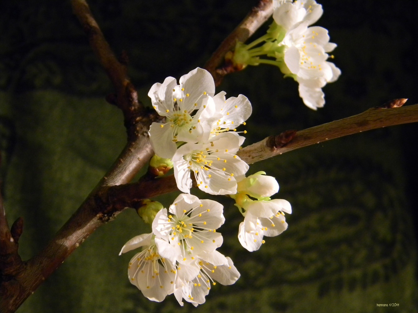 Kirschblüte im Januar