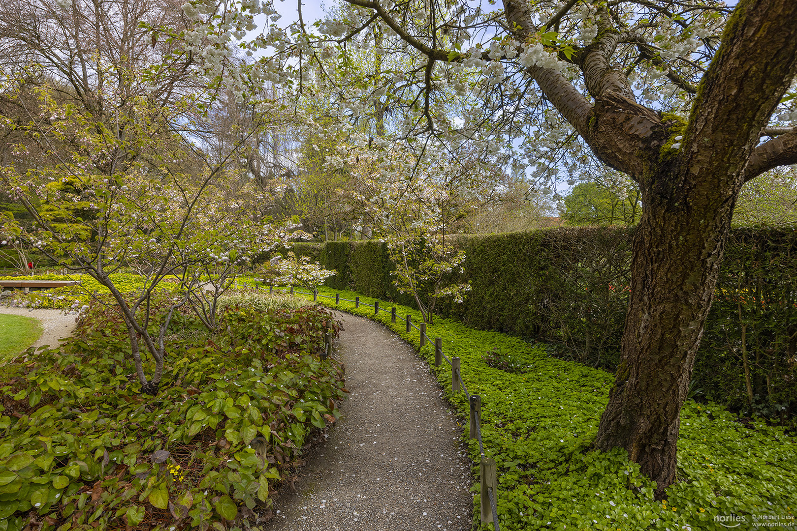 Kirschblüte im Japangarten