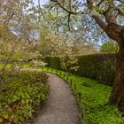 Kirschblüte im Japangarten