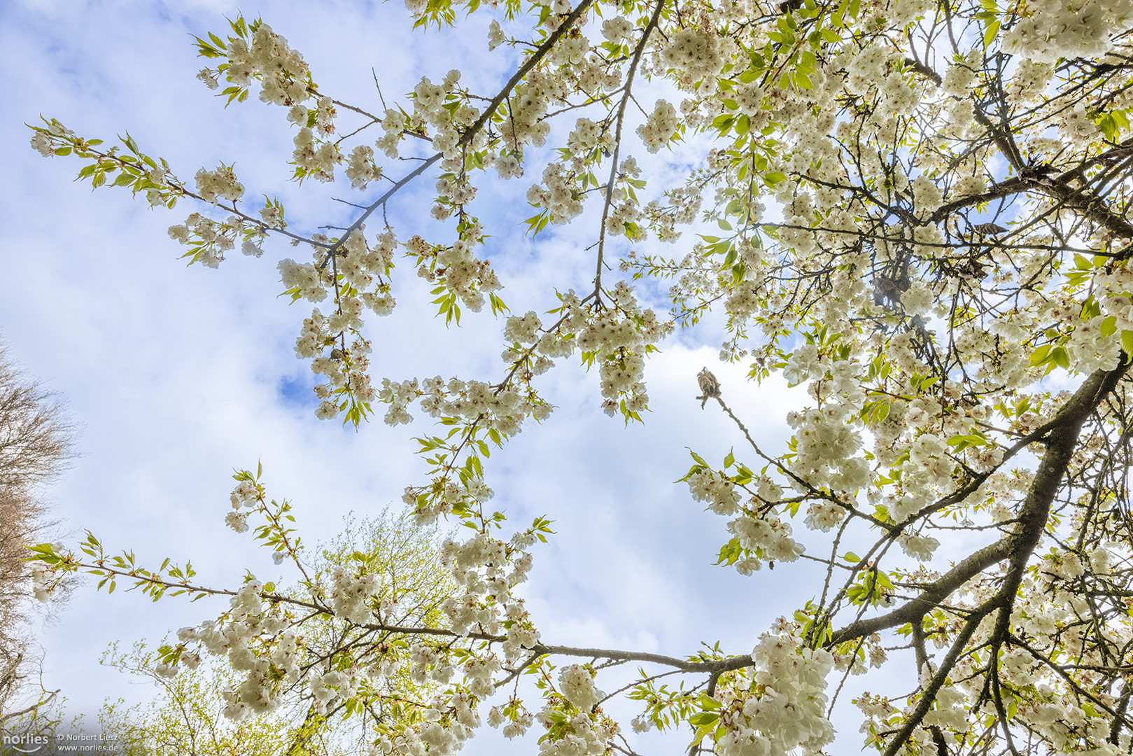 Kirschblüte im Japangarten