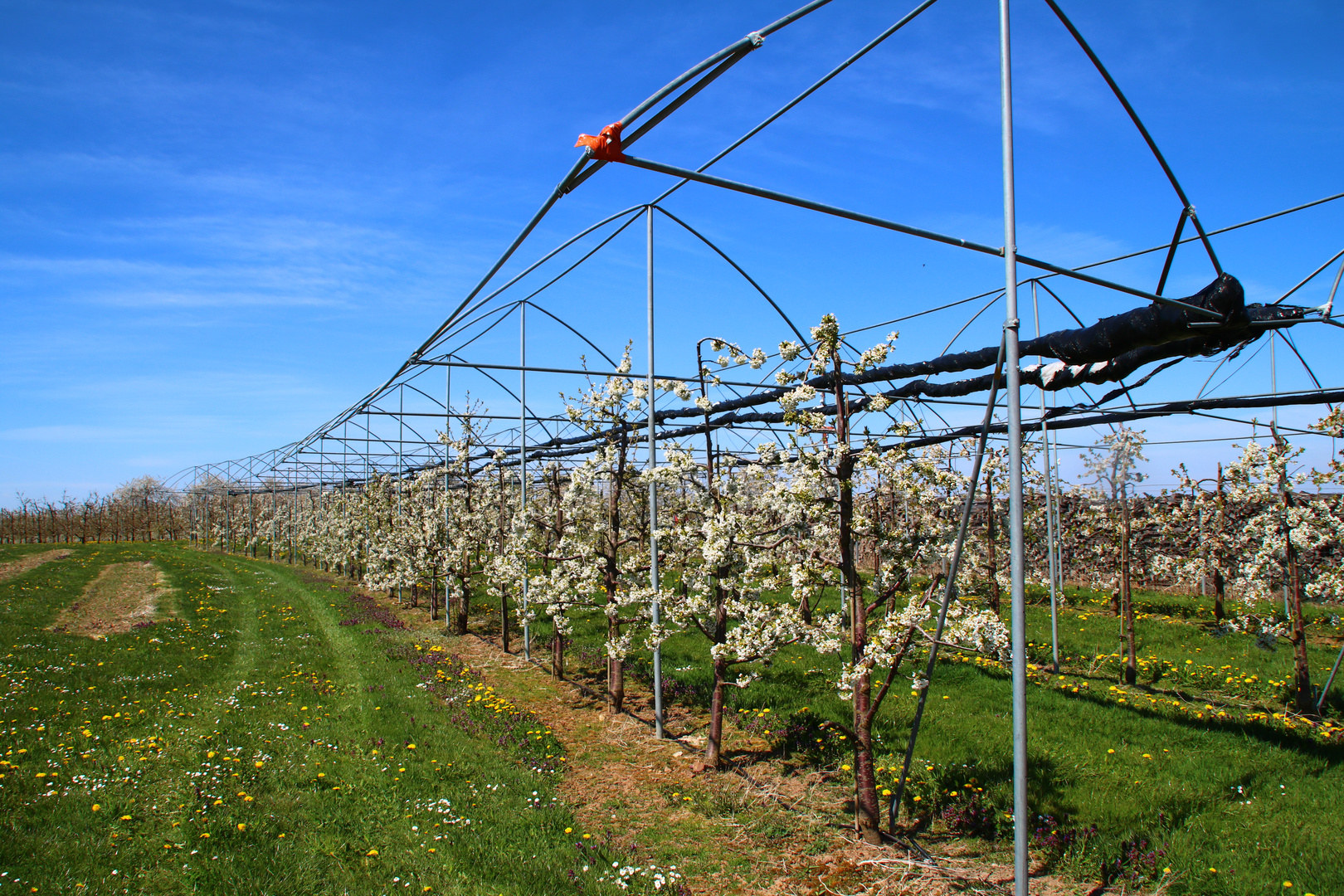 Kirschblüte im Kirschendorf Großweingarten bei Spalt