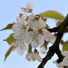 Kirschblüte im Kleingarten