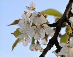 Kirschblüte im Kleingarten