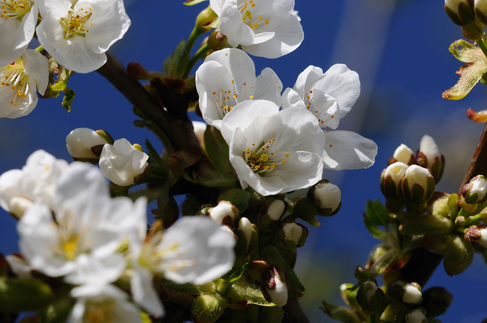 Kirschblüte im Kleingarten