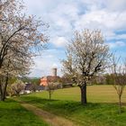 Kirschblüte im Kohrener Land