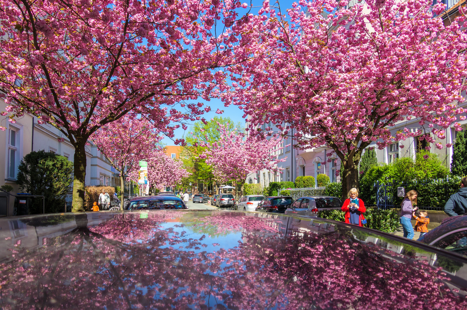 Kirschblüte im Kreuzviertel Münster 