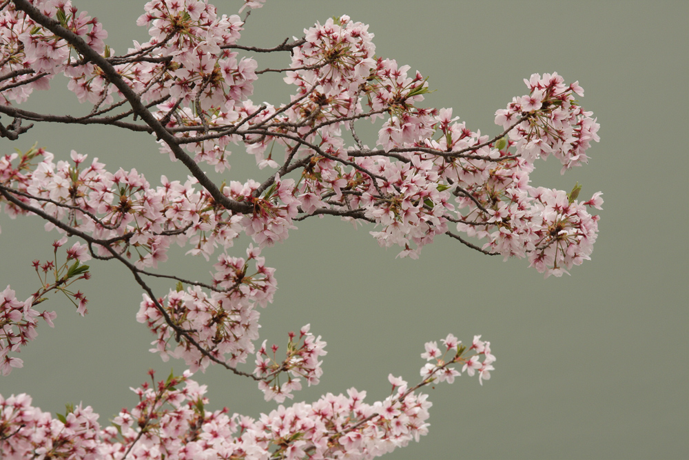 Kirschblüte im Land des Lächelns