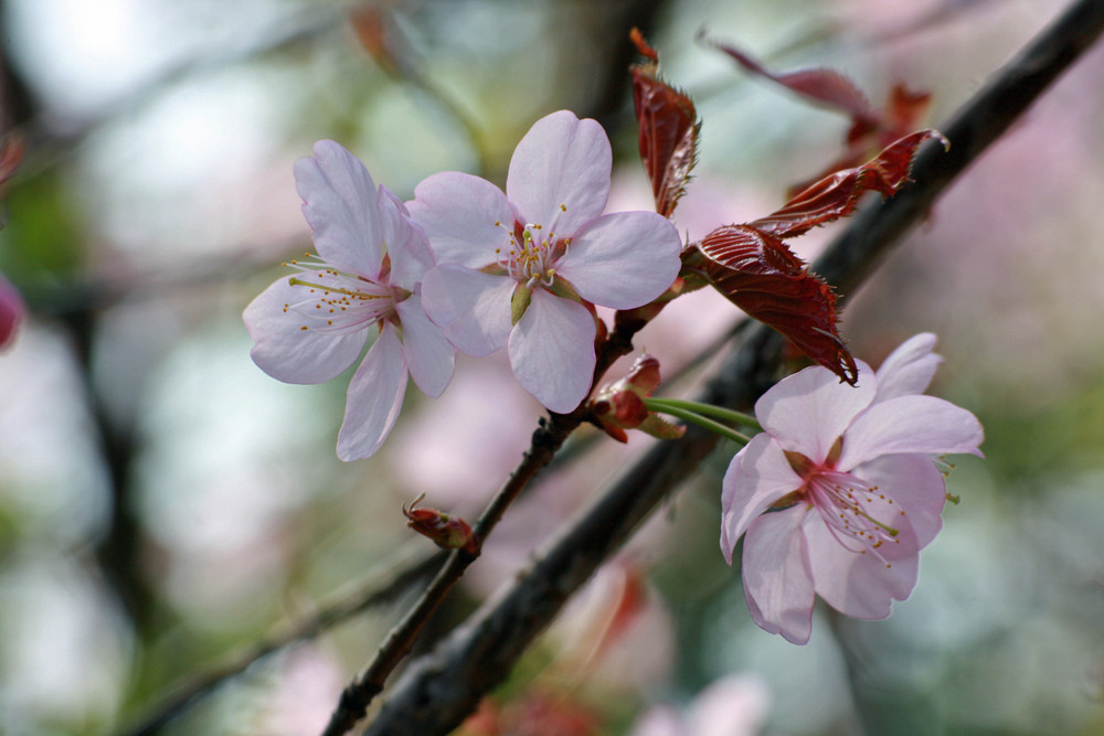 Kirschblüte im Leipziger Zoo