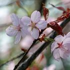 Kirschblüte im Leipziger Zoo