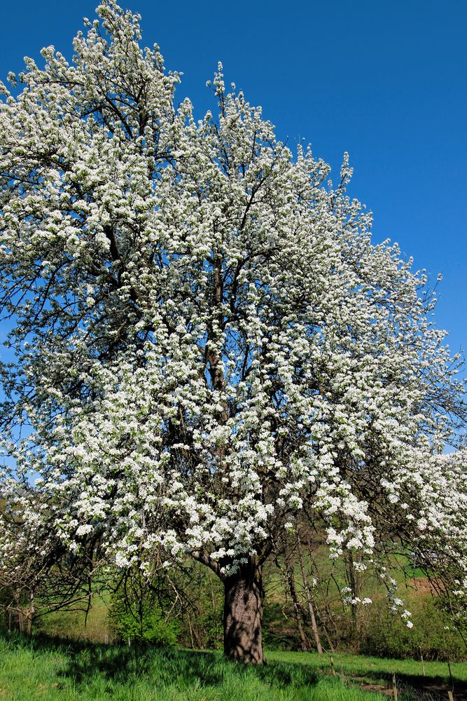 Kirschblüte im Markgräfler Land